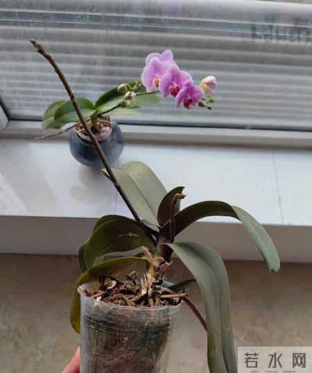 山东一女子，用“极简方式”养蝴蝶兰，年年都复花，网友：神了！