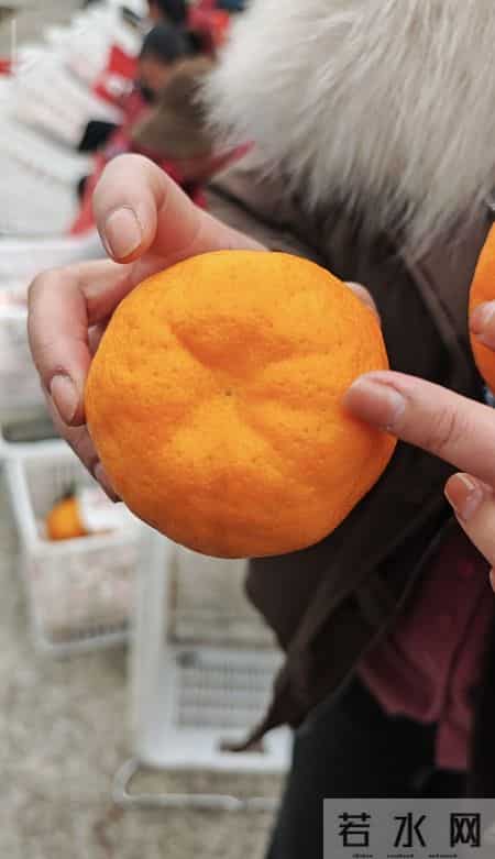 遭起！10起假冒伪劣“蒲江耙耙柑”违法案件被查处