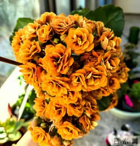 32个长寿花品种,全是当下流行的,品种控们的最爱