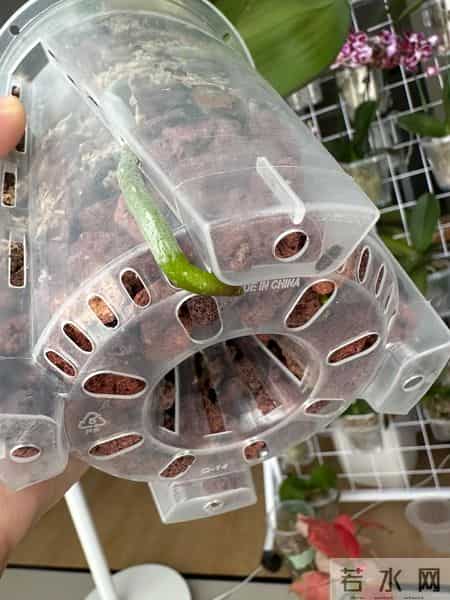 女子养6年的蝴蝶兰，爆花成树兰，网友：牛人养牛花，又被种草了