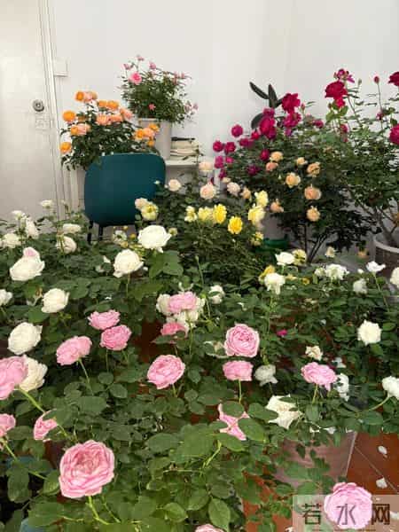 男子吐槽“老婆养花”愁坏了，家里搞的像灵堂，网友：病态，没治