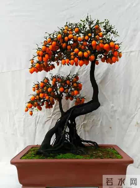 6种长寿花，建议养一盆，养成老桩价值高，开花更有“好兆头”