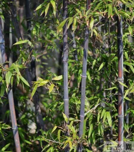 男子偶遇“一片被砍的竹子”，感觉被冒犯了，网友：谁的馊主意~