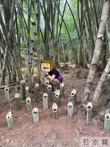 男子偶遇“一片被砍的竹子”，感觉被冒犯了，网友：谁的馊主意~