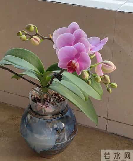 山东一女子，用“极简方式”养蝴蝶兰，年年都复花，网友：神了！