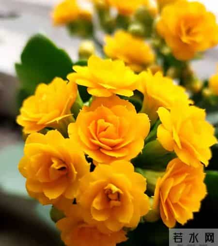 32个长寿花品种,全是当下流行的,品种控们的最爱