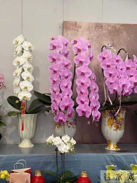 男子晒“公司乔迁的蝴蝶兰”,网友:想哭,上班如上坟具象化了~