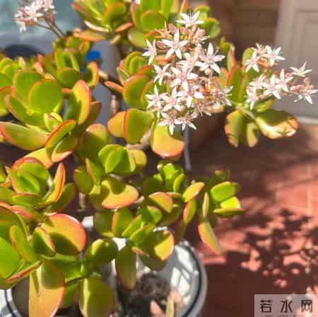 玉树最爱喝“它”,浇水时加一勺,叶片肥厚枝干壮,养几年就开花
