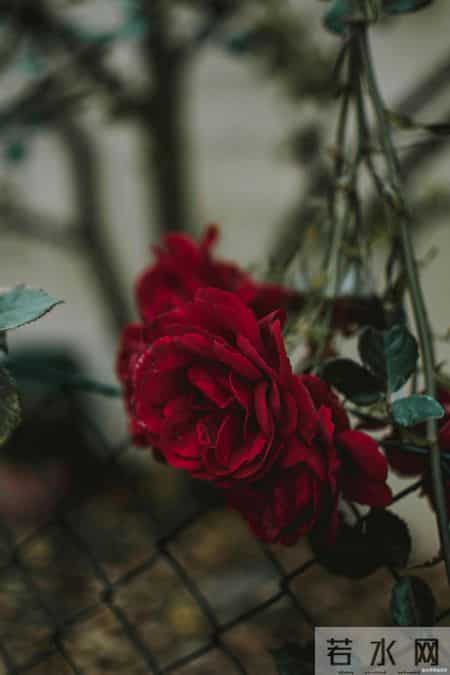 情人之间，断联后若有这个“反常行为”，不是想放弃，反而是动了真情，别不懂