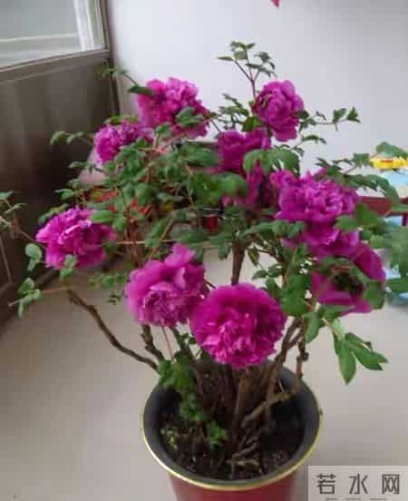 6种长寿花，建议养一盆，养成老桩价值高，开花更有“好兆头”