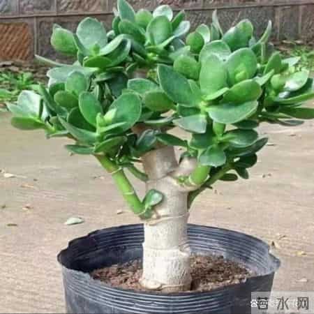 这3种花，打死都不能施肥，一喂就完蛋，根本救不回来