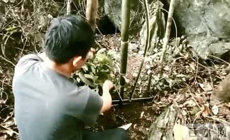 1只都不能抓！海南男子用笼子抓57只，连皮带肉放冰箱