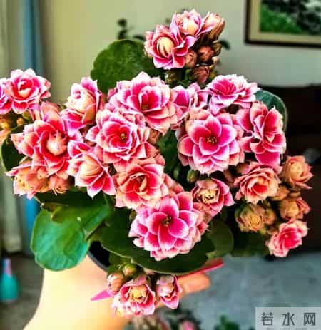 32个长寿花品种,全是当下流行的,品种控们的最爱