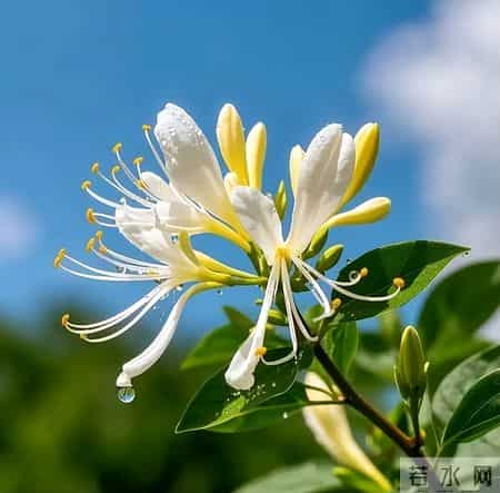 金银花被关注!医生:癌症患者喝金银花茶,不过多久或有5变化