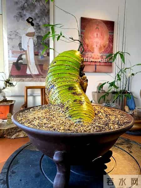 女子晒老公养的花,贵还难看,一言难尽咋劝退,网友:其实不丑