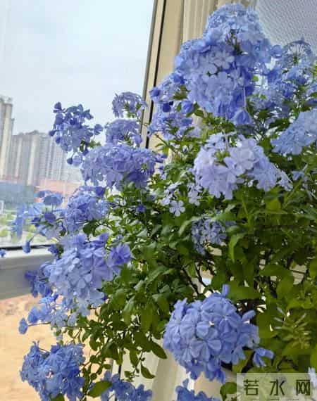 这6种花千万别乱换盆！一换就烂根死苗，养花人血的教训