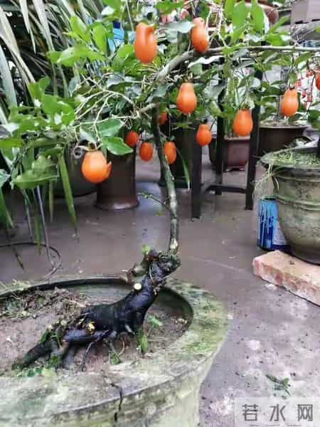 6种长寿花，建议养一盆，养成老桩价值高，开花更有“好兆头”