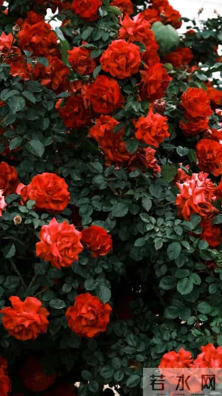 中年女人和你独处时，一旦有了这三种“生理感觉”，说明对你动了真情，根本骗不了人