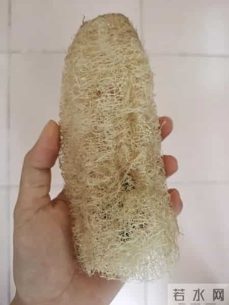 丝瓜络煮水竟有这么多好处，你知道吗