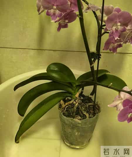 山东一女子，用“极简方式”养蝴蝶兰，年年都复花，网友：神了！