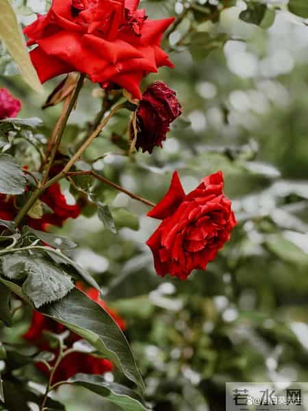 搞定一个女人最快的方式，不是天天联系，而是用好“黑暗效应”，很准