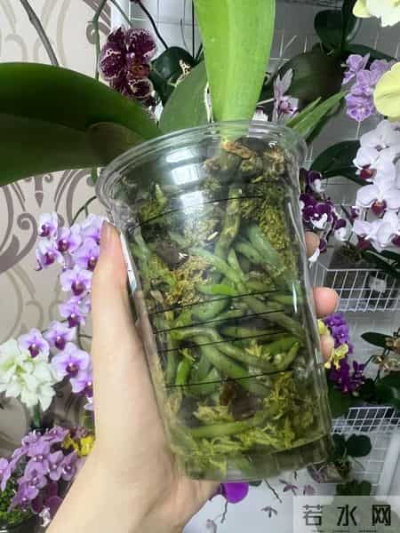 女子养6年的蝴蝶兰，爆花成树兰，网友：牛人养牛花，又被种草了