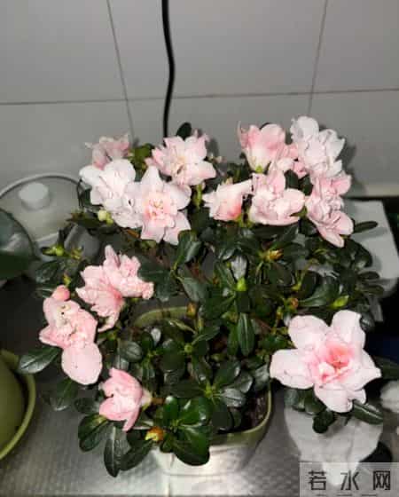 这6种花千万别乱换盆！一换就烂根死苗，养花人血的教训