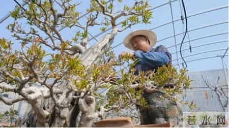 福建一男子养的“石榴小桩景”,22万都不肯出手:他说这才是未来