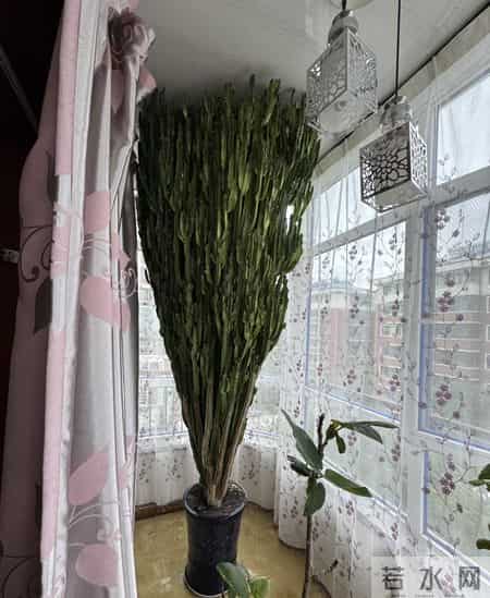 山东一大伯，“小盆”养10年的龙骨，已经长到房顶：太壮观了！