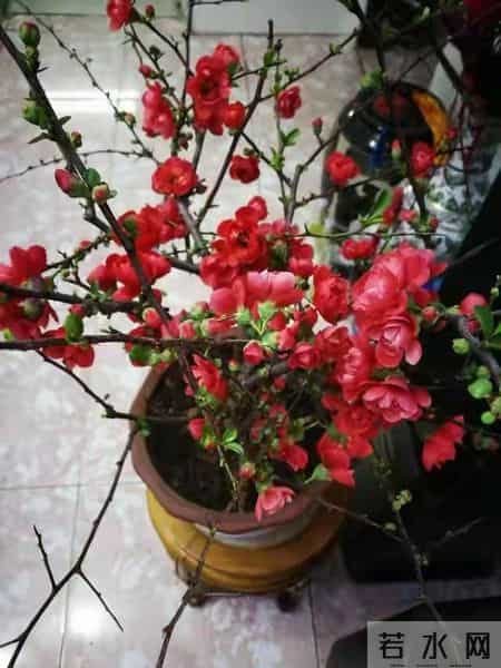 6种长寿花，建议养一盆，养成老桩价值高，开花更有“好兆头”