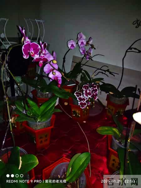 蝴蝶兰永不烂根的惊天妙法终于被一位疯狂喜欢蝴蝶兰男子发现了