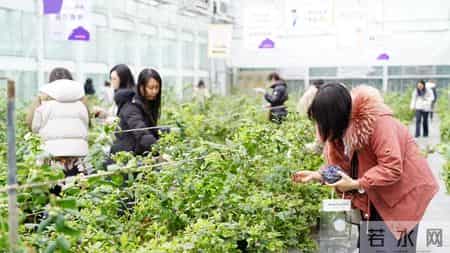 顺义这处花卉“4s店”,上央视啦!