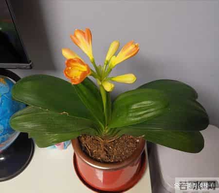 别错过2月这个关键期,君子兰一挪窝,长势和开花都会明显不一样