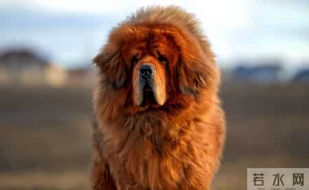 曾风靡全国的“骗局”，被捧上神坛，如今白菜价没人要