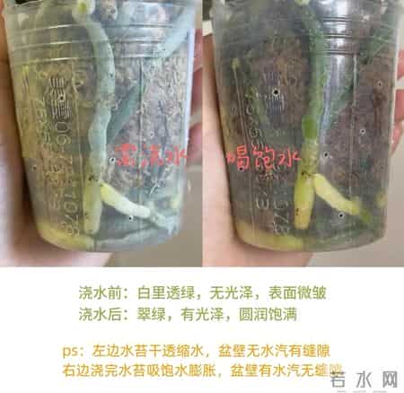 女子养6年的蝴蝶兰，爆花成树兰，网友：牛人养牛花，又被种草了