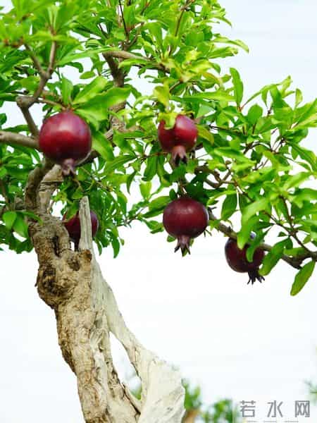 福建一男子养的“石榴小桩景”,22万都不肯出手:他说这才是未来