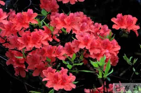 别再买了!这 4 种花根本不适合家庭养