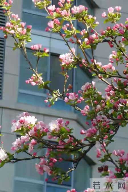 有院子就种“五种树”，“老祖宗”留下的吉祥话，不是没有道理