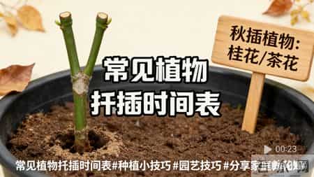 一张表搞定全年扦插！再也不怕养啥死啥