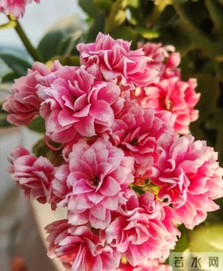 北京一阿姨,把长寿花养成巨无霸,爆花1万朵,太美太壮了!