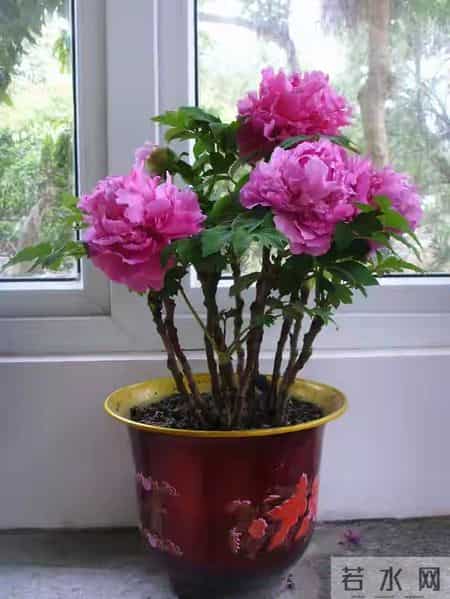 6种长寿花，建议养一盆，养成老桩价值高，开花更有“好兆头”