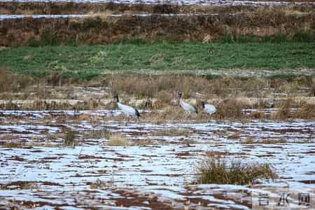 赔不起就种树! 2019年江苏男子河边诱捕2万多只, 判赔600万无力支付