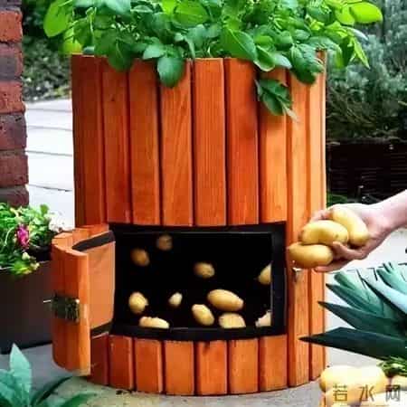 看到澳洲人这样种菜，华人邻居惊呆了!