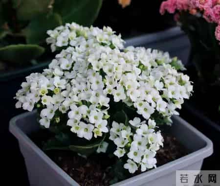 32个长寿花品种,全是当下流行的,品种控们的最爱