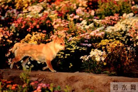 巨款到账，2026属相狗要笑醒了！2月中旬挺住，人生将彻底起飞