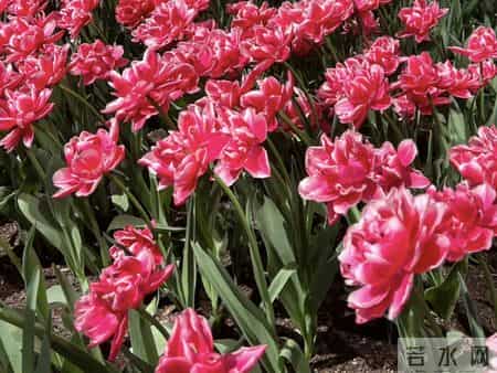 这就是大名鼎鼎的“世界花后”，六个国家尊它为国花，开花是真美