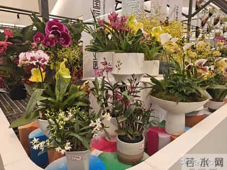 大兴年味拉满！这场年宵花展惊艳启幕，花海迎春超治愈