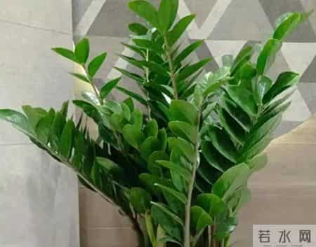 金钱树一两年不长芽？根源就3点！3招激活块茎，2-4周冒满新芽！