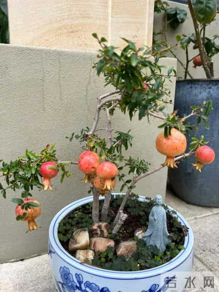 福建一男子养的“石榴小桩景”,22万都不肯出手:他说这才是未来
