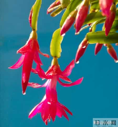 蟹爪兰冒花苞后，4件事别碰！碰一个掉一茬，牢记才能花满枝！